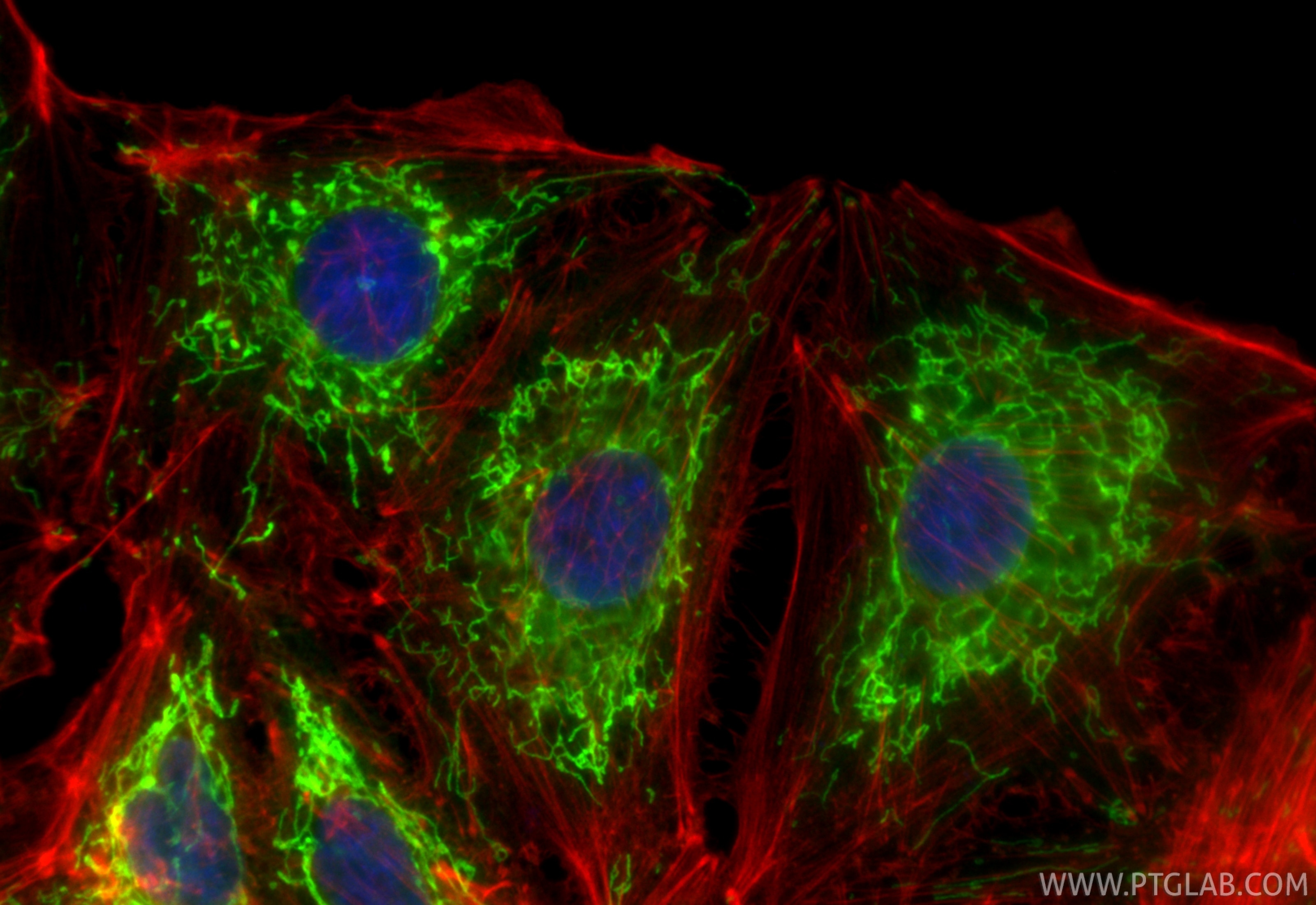 Immunofluorescence (IF) / fluorescent staining of A549 cells using CoraLite® Plus 488-conjugated SLC25A6-Specific Rec (CL488-85368)
