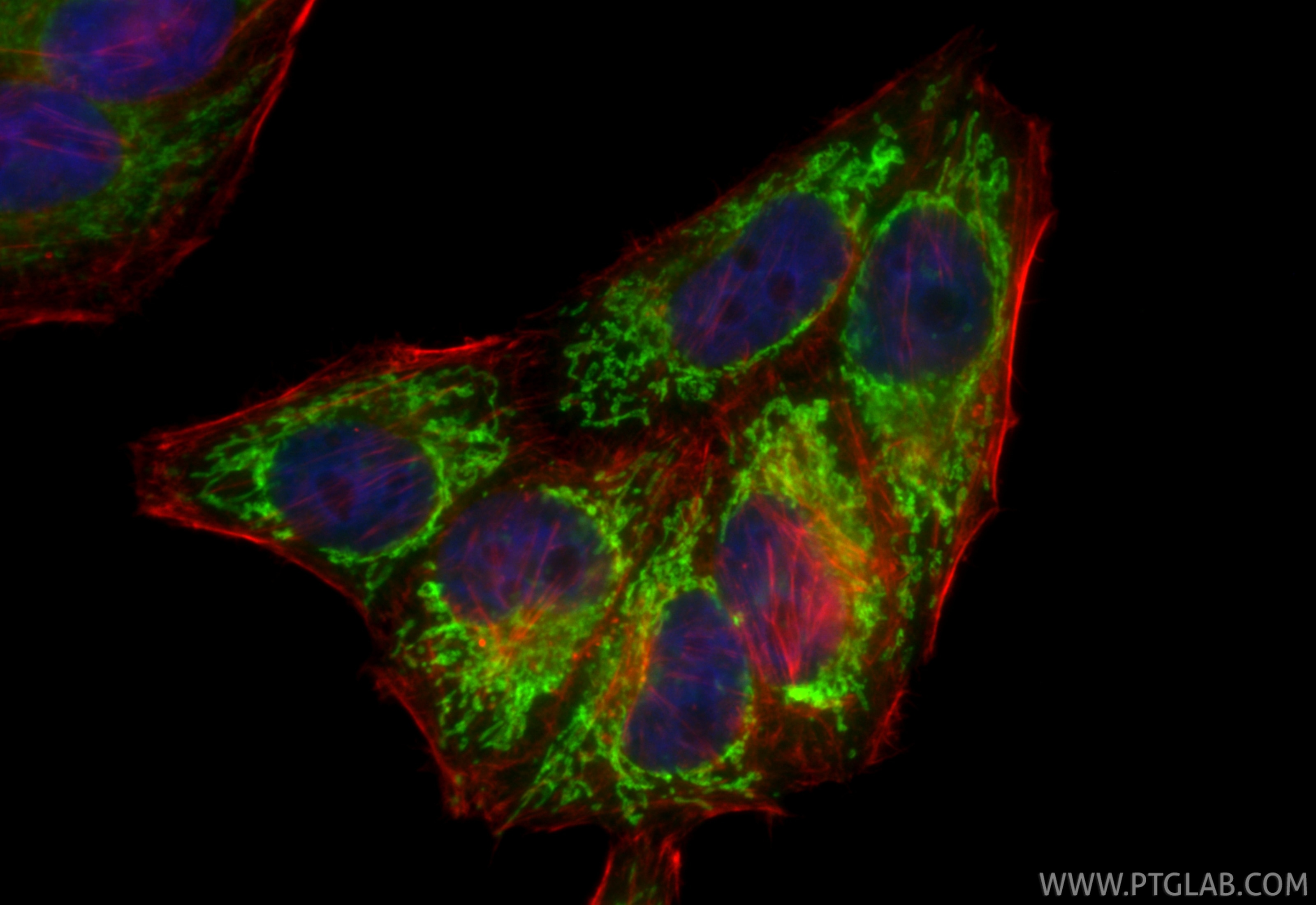 Immunofluorescence (IF) / fluorescent staining of HepG2 cells using CoraLite® Plus 488-conjugated SLC25A6-Specific Rec (CL488-85368)