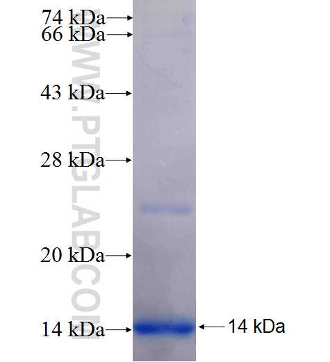 SLC26A1 fusion protein Ag24306 SDS-PAGE