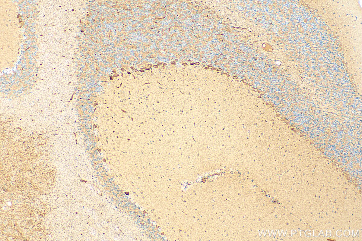 Immunohistochemistry (IHC) staining of mouse cerebellum tissue using SLC26A11 Polyclonal antibody (14156-1-AP)