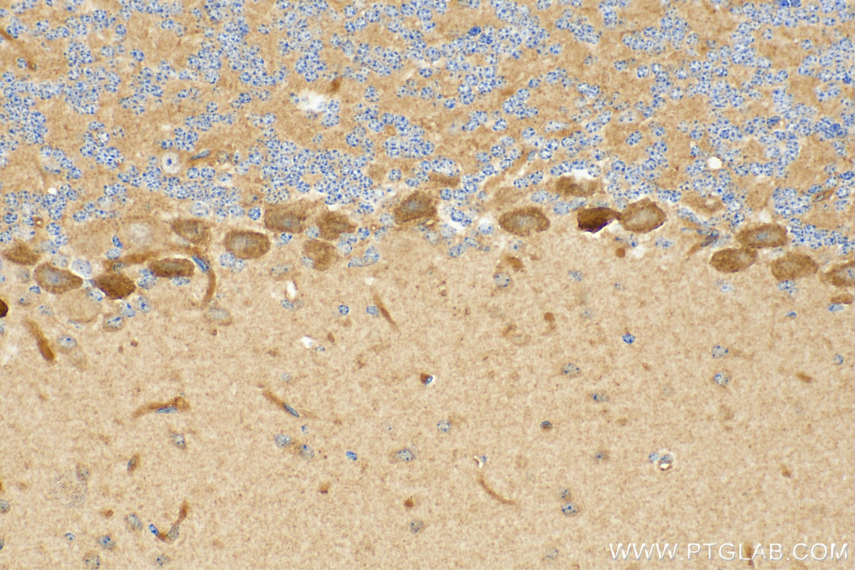 Immunohistochemistry (IHC) staining of mouse cerebellum tissue using SLC26A11 Polyclonal antibody (14156-1-AP)