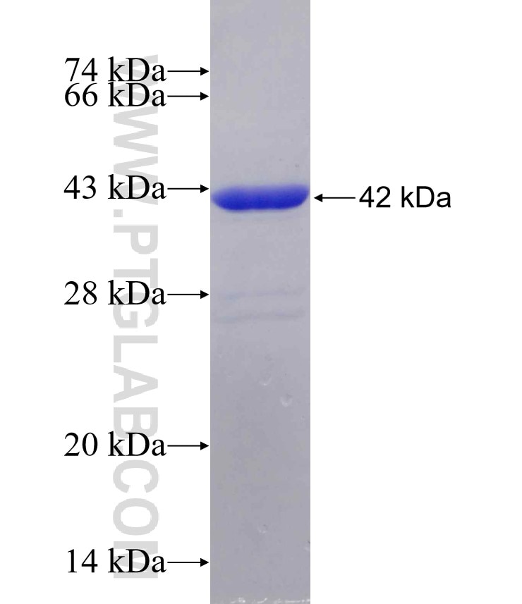 SLC26A11 fusion protein Ag5338 SDS-PAGE