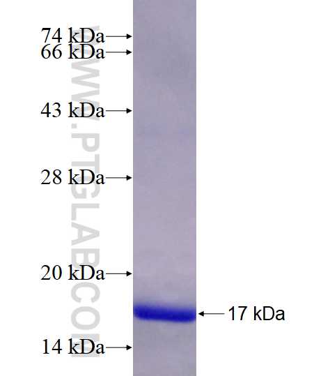 SLC26A11 fusion protein Ag5636 SDS-PAGE