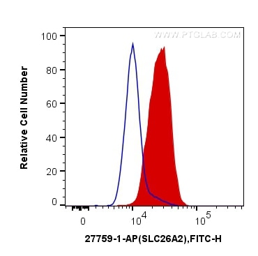 Flow cytometry (FC) experiment of U2OS cells using SLC26A2 Polyclonal antibody (27759-1-AP)