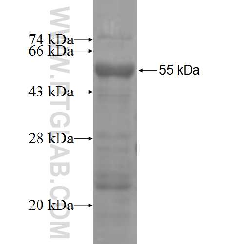 SLC26A3 fusion protein Ag3816 SDS-PAGE