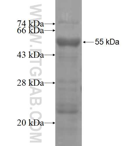 SLC26A3 fusion protein Ag3816 SDS-PAGE