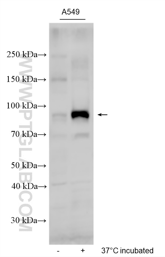37°C incubated A549 cells were subjected to SDS PAGE followed by western blot with 22726-1-AP (SLC26A4 antibody) at dilution of 1:500 incubated at room temperature for 1.5 hours. Western Blot (WB) analysis of A549 cells using SLC26A4 Polyclonal antibody (22726-1-AP)