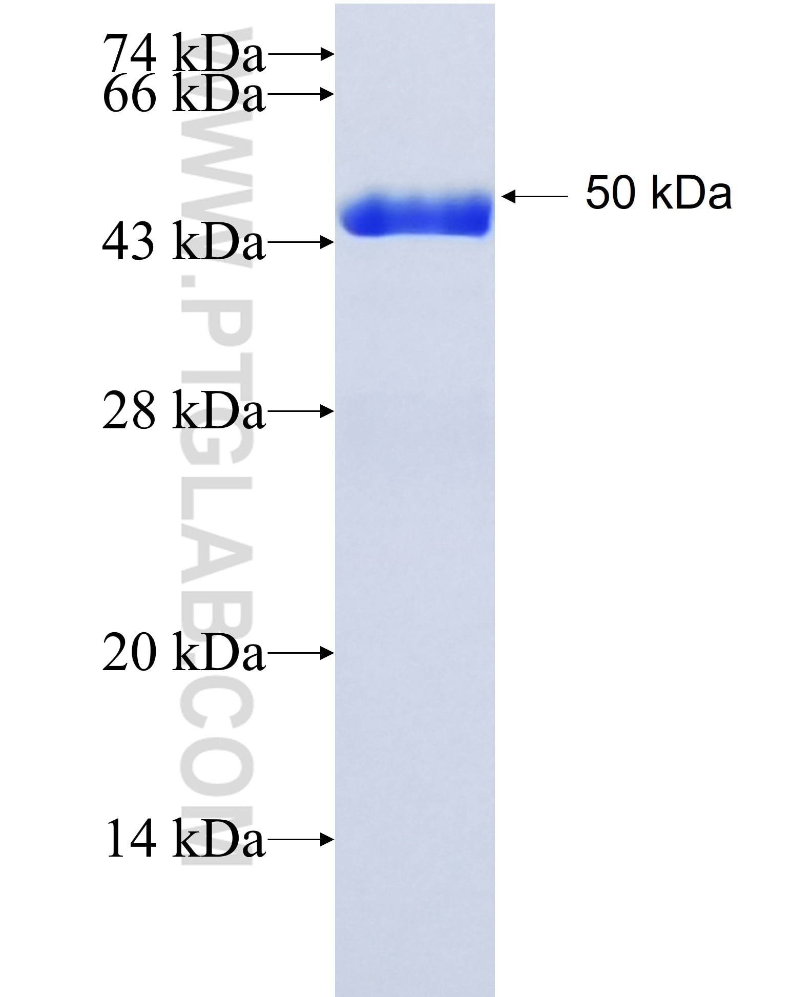 SLC26A7 fusion protein Ag11901 SDS-PAGE