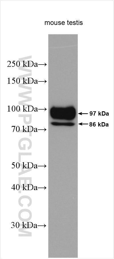 Western Blot (WB) analysis of mouse testis tissue using SLC26A8 Polyclonal antibody (12776-1-AP)