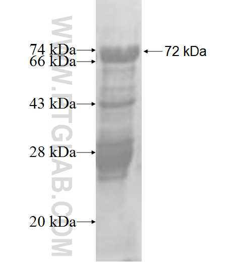 SLC26A8 fusion protein Ag3472 SDS-PAGE