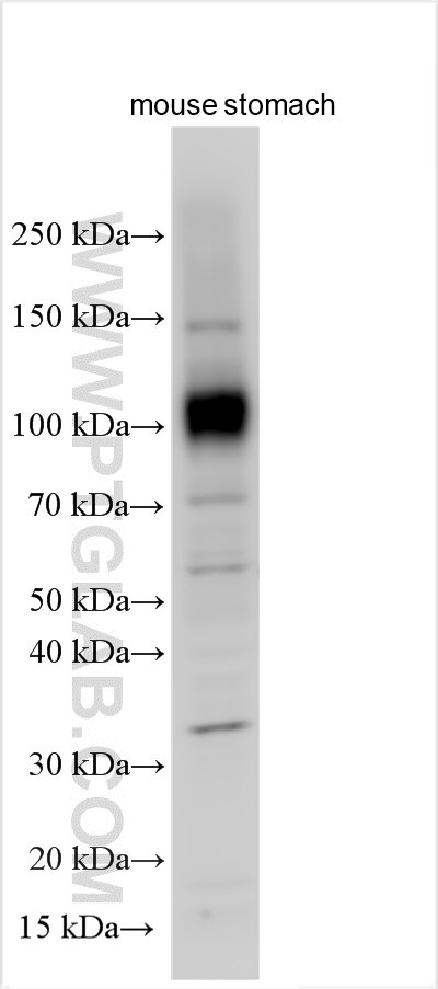 Western Blot (WB) analysis of various lysates using SLC26A9 Polyclonal antibody (33108-1-AP)