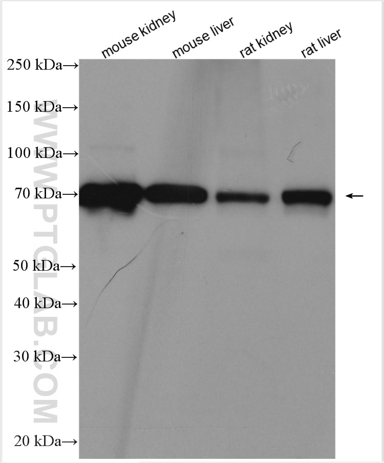 Western Blot (WB) analysis of various lysates using FATP2 Polyclonal antibody (14048-1-AP)