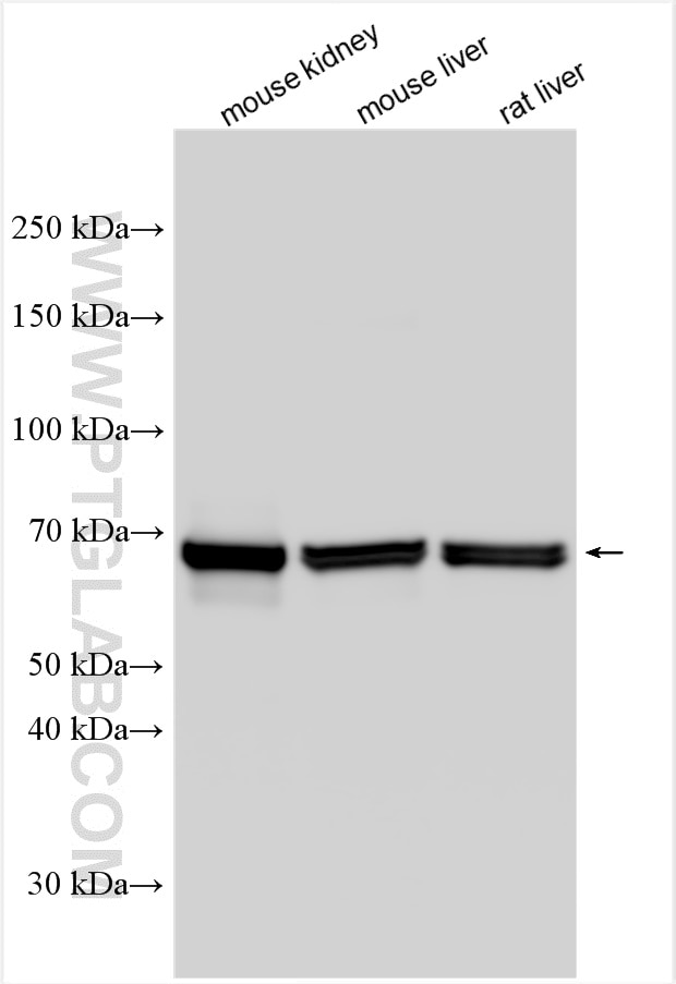 Western Blot (WB) analysis of various lysates using FATP2 Polyclonal antibody (14048-1-AP)