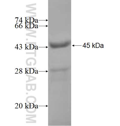 SLC27A2 fusion protein Ag5390 SDS-PAGE