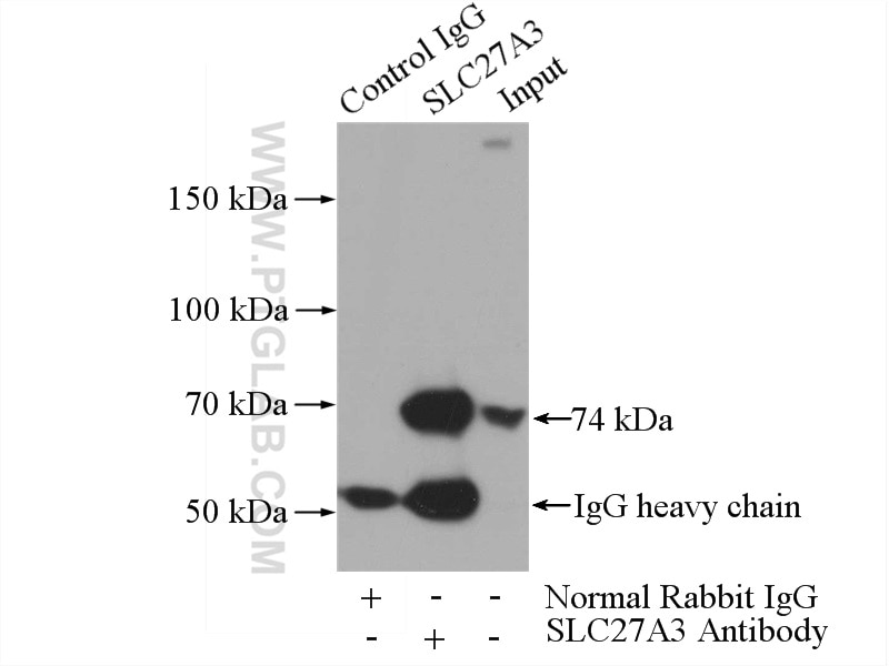 Immunoprecipitation (IP) experiment of mouse testis tissue using SLC27A3 Polyclonal antibody (12943-1-AP)