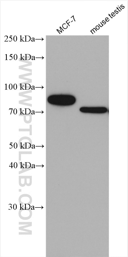 Western Blot (WB) analysis of various lysates using SLC27A3 Polyclonal antibody (12943-1-AP)