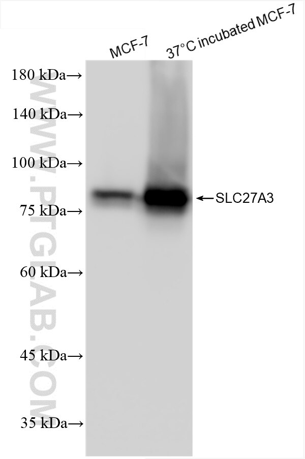 Western Blot (WB) analysis of various lysates using SLC27A3 Recombinant antibody (86047-1-RR)