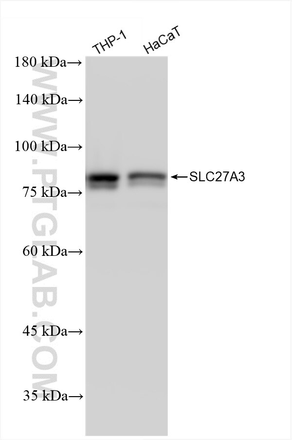 Western Blot (WB) analysis of various lysates using SLC27A3 Recombinant antibody (86047-1-RR)