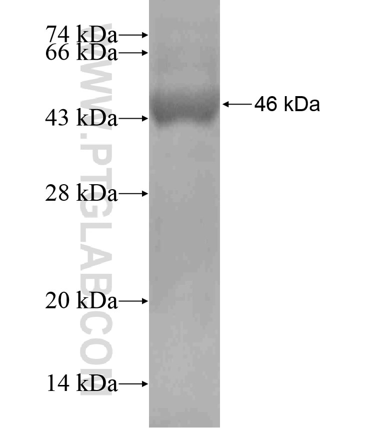 SLC27A5 fusion protein Ag18446 SDS-PAGE