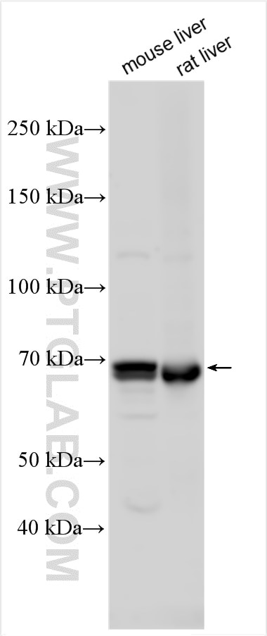 Western Blot (WB) analysis of various lysates using SLC27A6 Polyclonal antibody (29802-1-AP)