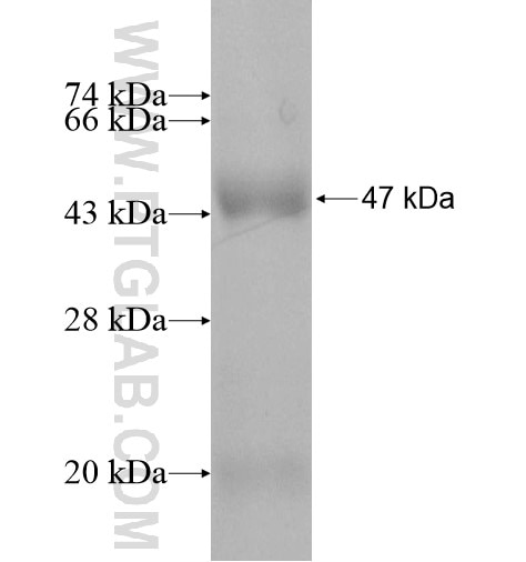 SLC28A2 fusion protein Ag12846 SDS-PAGE