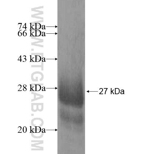 SLC28A3 fusion protein Ag12758 SDS-PAGE