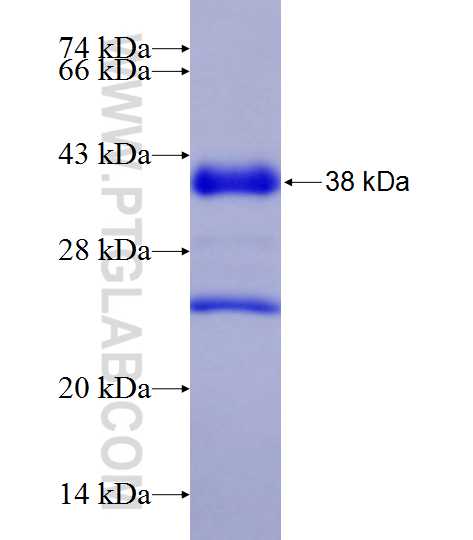 SLC29A2 fusion protein Ag23310 SDS-PAGE