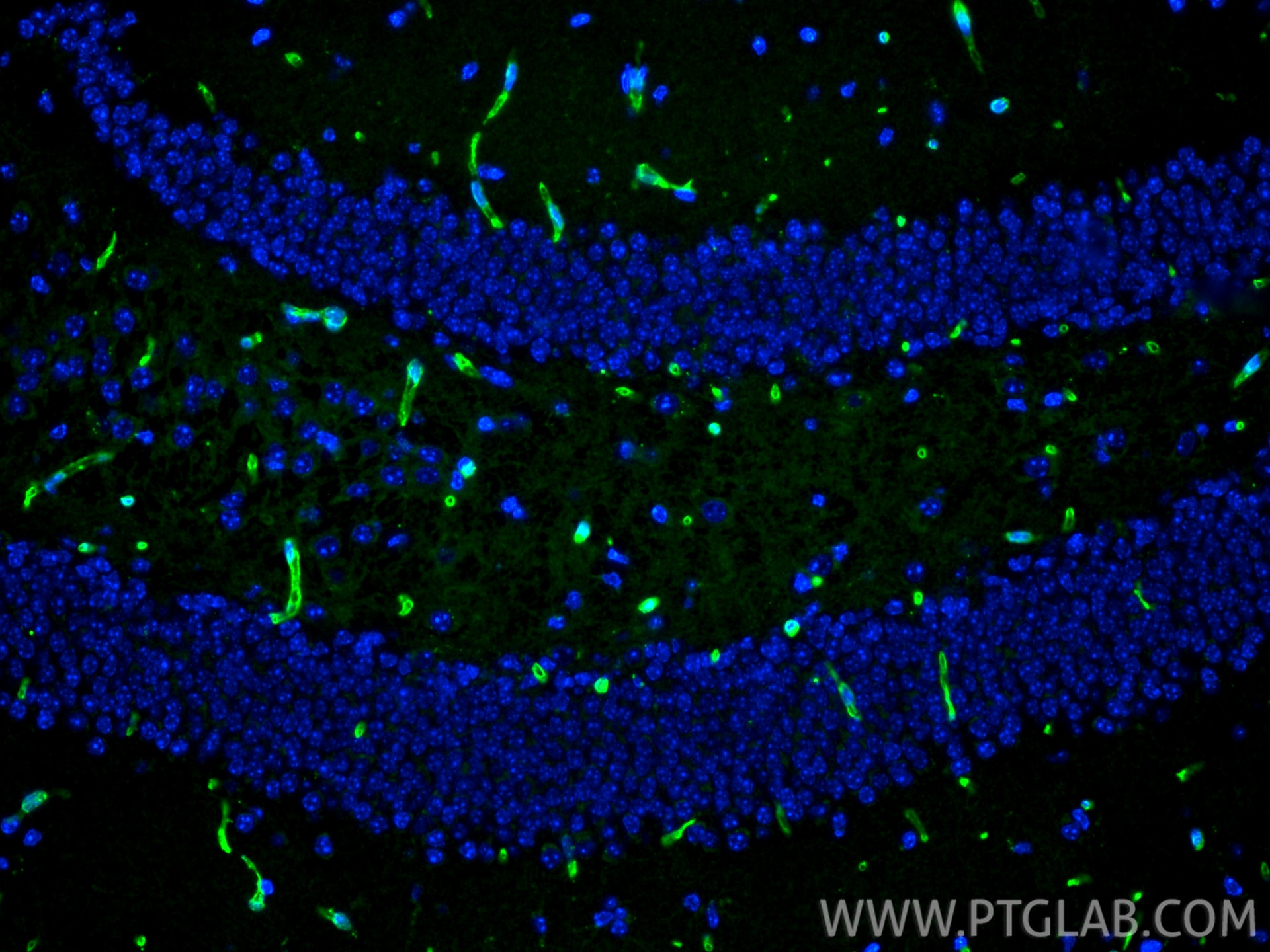 Immunofluorescence (IF) / fluorescent staining of mouse brain tissue using GLUT1 Polyclonal antibody (21829-1-AP)