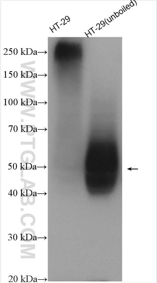 Western Blot (WB) analysis of various lysates using GLUT1 Polyclonal antibody (21829-1-AP)