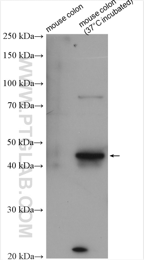 WB analysis using 21829-1-AP