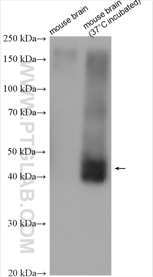 WB analysis using 21829-1-AP