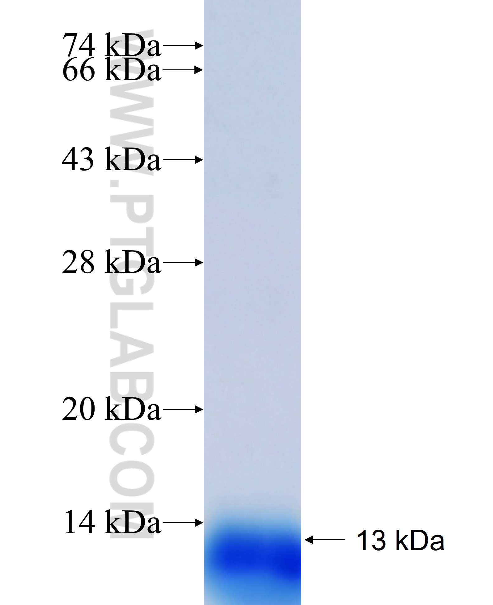 SLC2A1,GLUT1 fusion protein Ag17108 SDS-PAGE