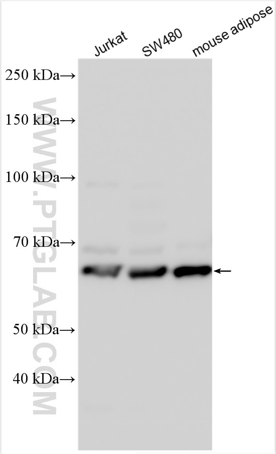 WB analysis using 20405-1-AP