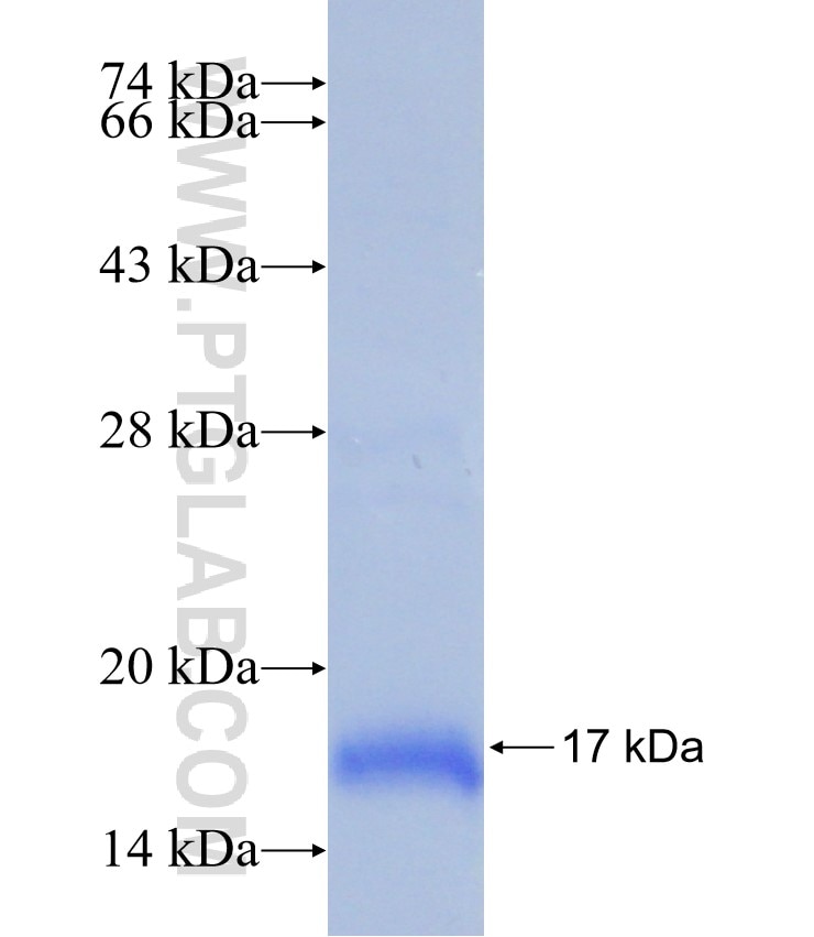 SLC2A11 fusion protein Ag12210 SDS-PAGE