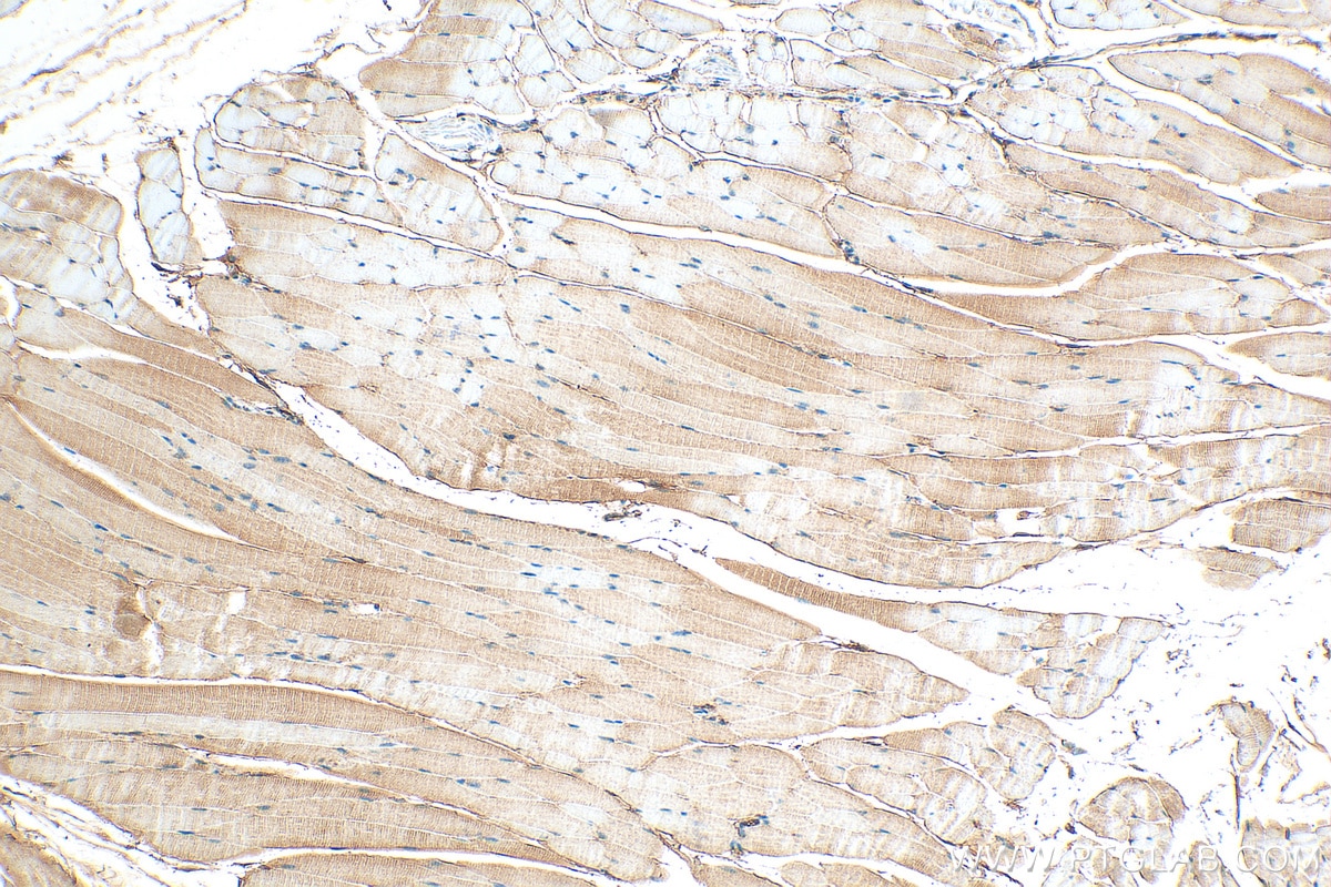 Immunohistochemistry (IHC) staining of mouse skeletal muscle tissue using SLC2A12 Polyclonal antibody (26958-1-AP)