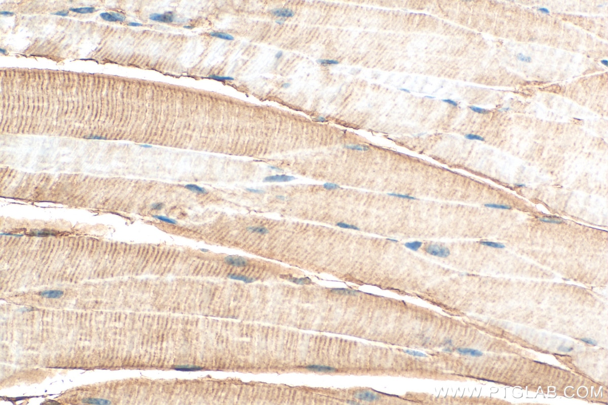 Immunohistochemistry (IHC) staining of mouse skeletal muscle tissue using SLC2A12 Polyclonal antibody (26958-1-AP)