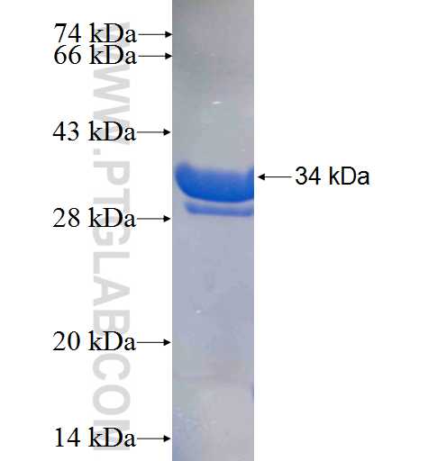 SLC2A12 fusion protein Ag24973 SDS-PAGE