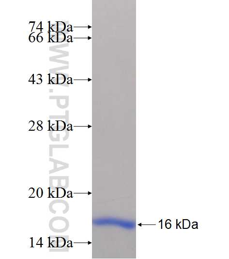 SLC2A12 fusion protein Ag24979 SDS-PAGE