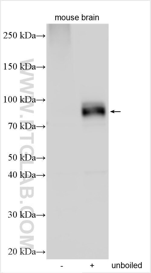 Western Blot (WB) analysis of various lysates using SLC2A13 Polyclonal antibody (13848-1-AP)