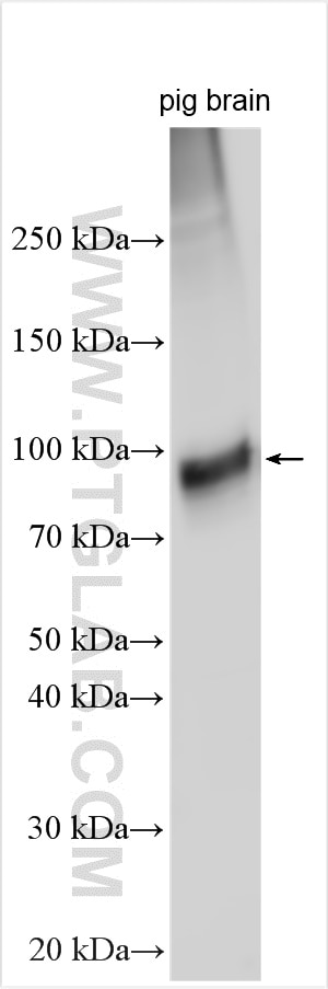 Western Blot (WB) analysis of various lysates using SLC2A13 Polyclonal antibody (13848-1-AP)