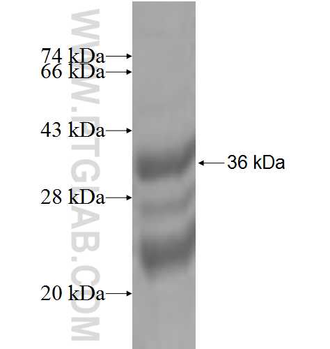 SLC2A13 fusion protein Ag4818 SDS-PAGE