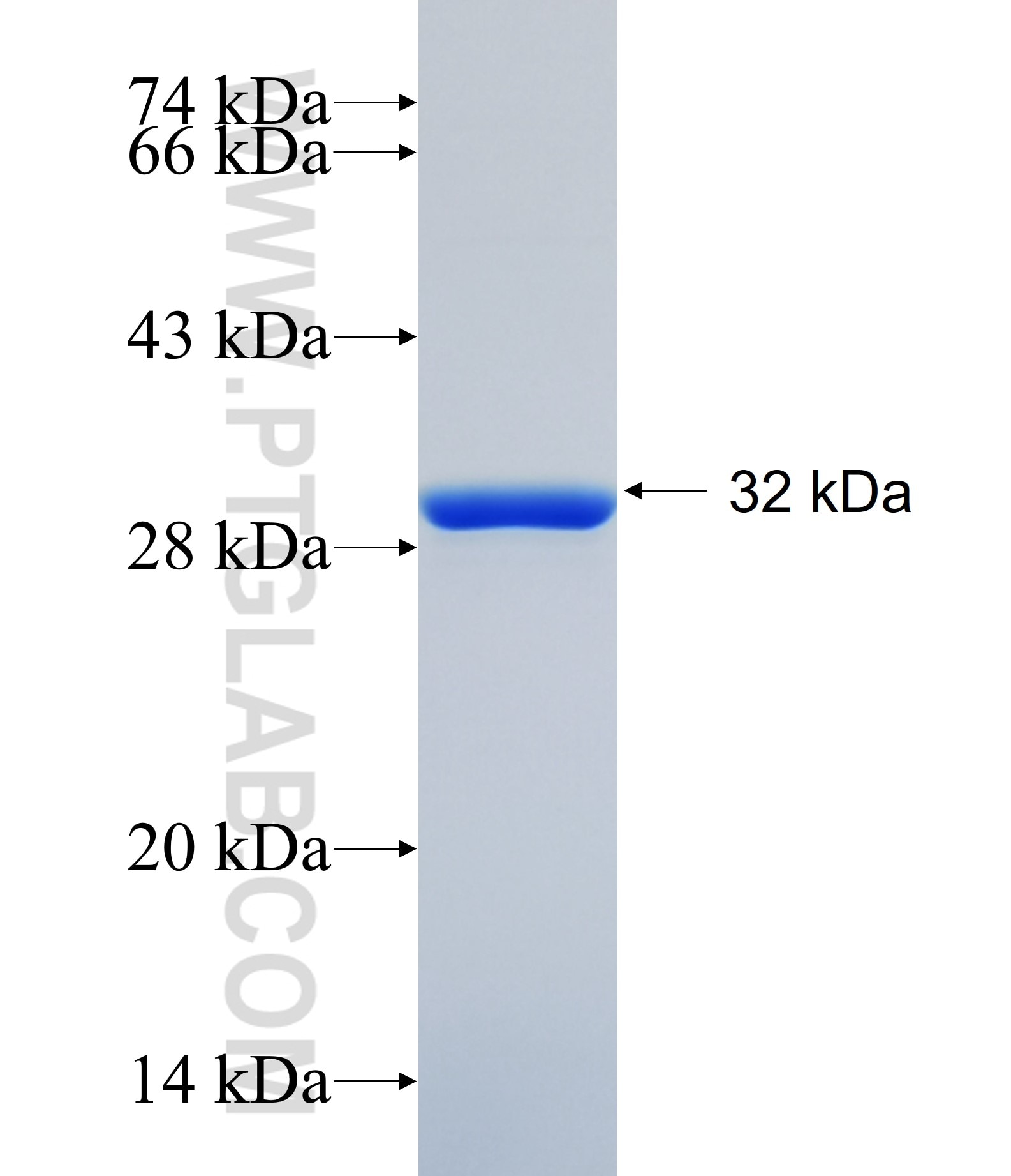 SLC2A14 fusion protein Ag34319 SDS-PAGE