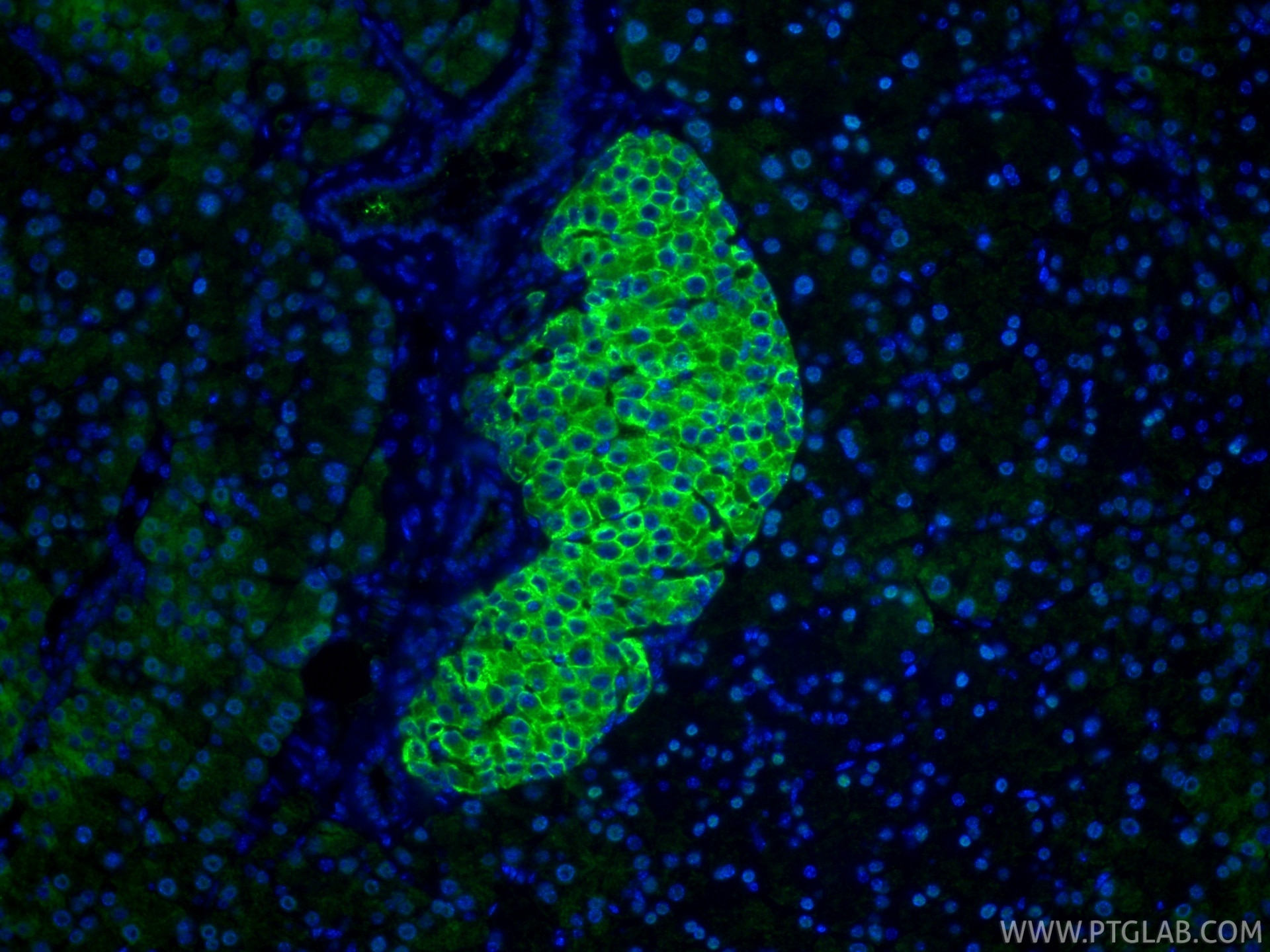 IF Staining of mouse pancreas using 20436-1-AP Immunofluorescence (IF) / fluorescent staining of mouse pancreas tissue using GLUT2 Polyclonal antibody (20436-1-AP)