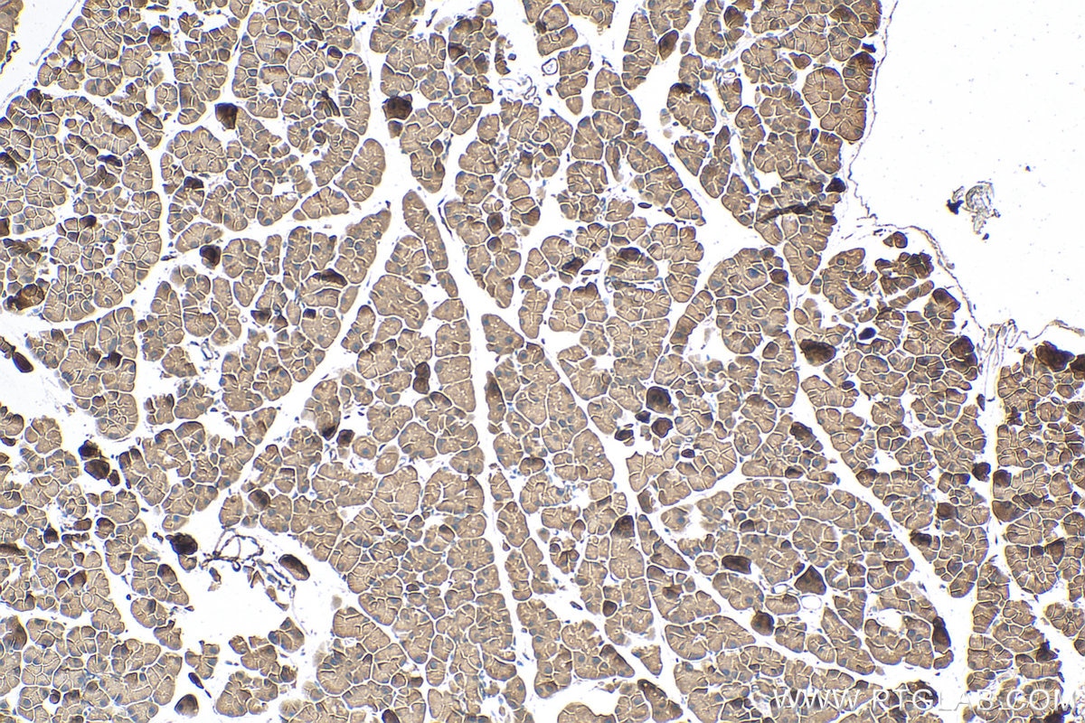Immunohistochemistry (IHC) staining of mouse pancreas tissue using GLUT2 Polyclonal antibody (20436-1-AP)