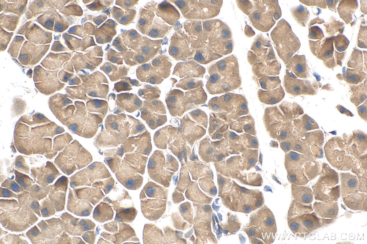 Immunohistochemistry (IHC) staining of mouse pancreas tissue using GLUT2 Polyclonal antibody (20436-1-AP)