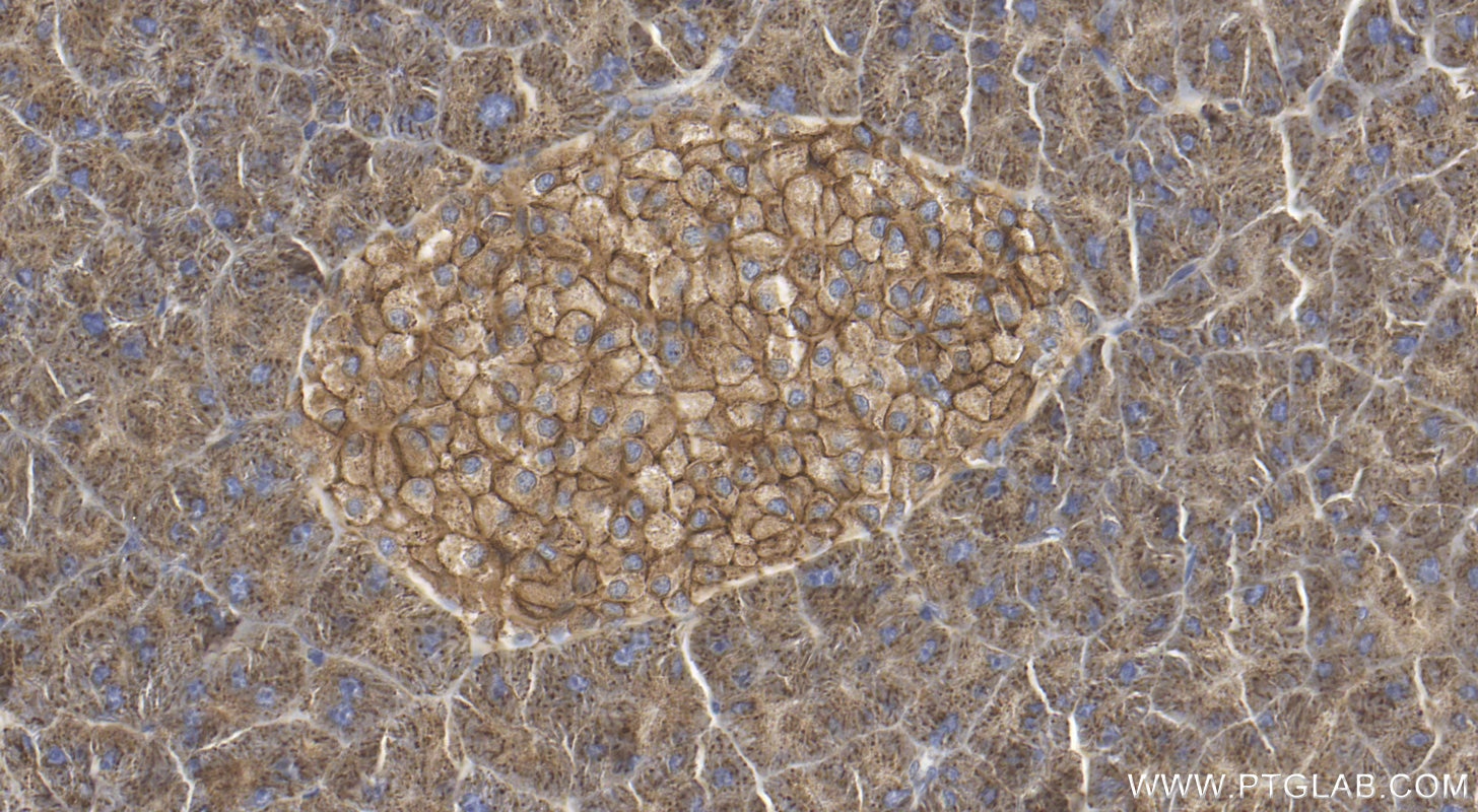 Immunohistochemistry (IHC) staining of mouse pancreas tissue using GLUT2 Polyclonal antibody (20436-1-AP)