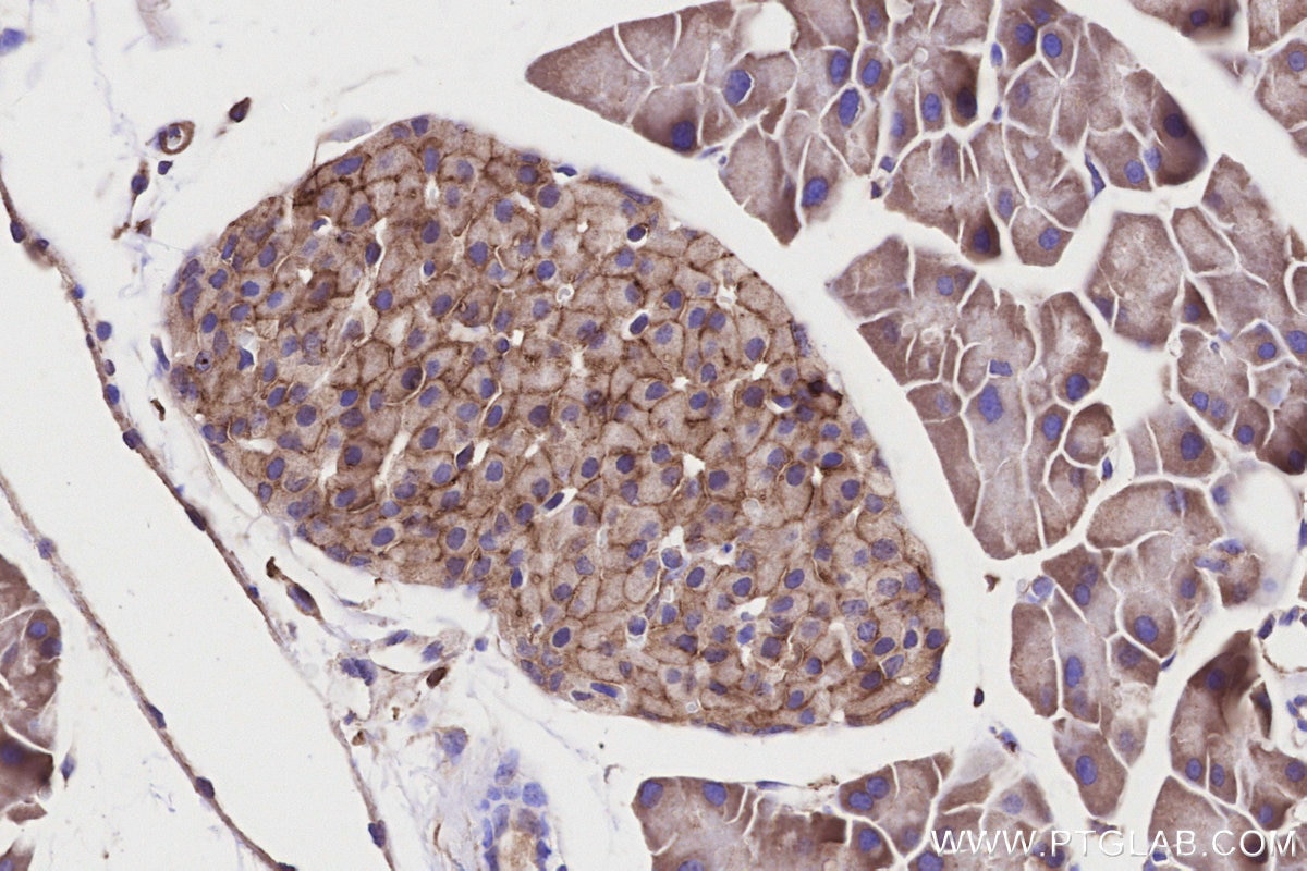 Immunohistochemistry (IHC) staining of mouse pancreas tissue using GLUT2 Polyclonal antibody (20436-1-AP)