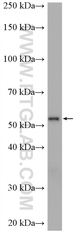 Western Blot (WB) analysis of U-251 cells using GLUT3 Polyclonal antibody (20403-1-AP)