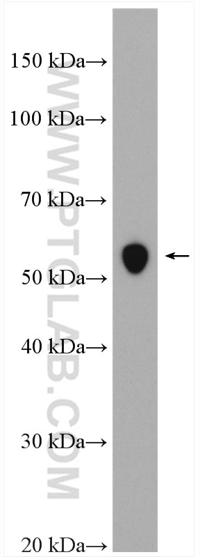 Western Blot (WB) analysis of C6 cells using GLUT3 Polyclonal antibody (20403-1-AP)