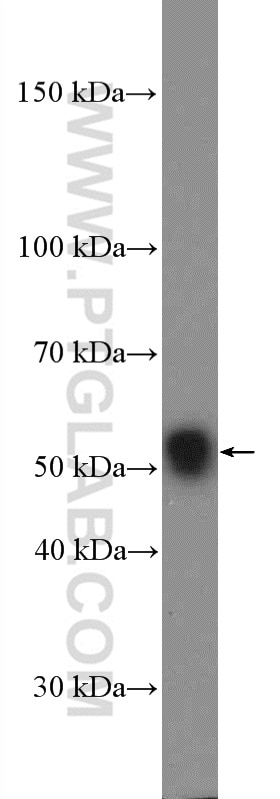 Western Blot (WB) analysis of HeLa cells using GLUT3 Polyclonal antibody (20403-1-AP)